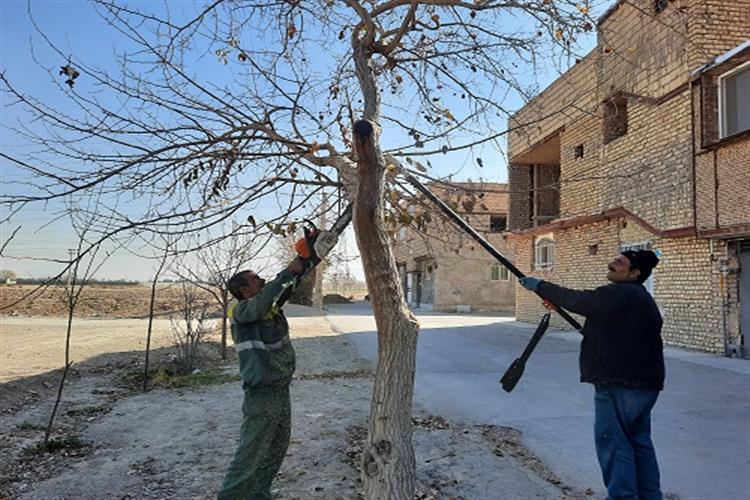 هر س کردن درختان توسط نیروهای خدمات شهر